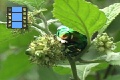 Scene 13_Green Beetle 1